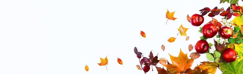 Naklejka na ściany i meble Banner. Autumn wet maple leaves of different colors on white background.