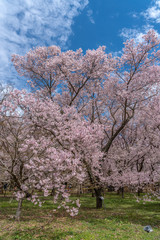 Cherry Blossoms in spring in Japan