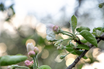 Buds of flowers on a branch of apple tree in the spring