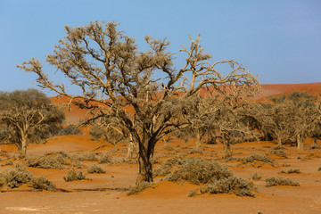 Deadvlei inside Namib-Naukluft national park in Namibia, Africa