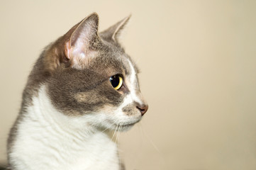 Grey cat with a white chest closeup thoughtfully looking to the side in soft pastel background. The view of the profile