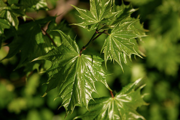 Spring background with young maple tree leaves illuminated by sunlight in forest shadow