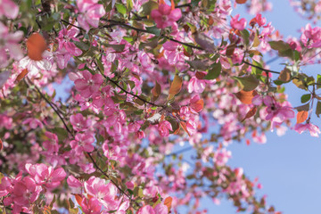Red apple tree flowers blossoming at spring time, floral natural background