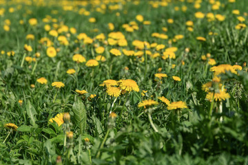 Spring background of yellow dandelion meadow