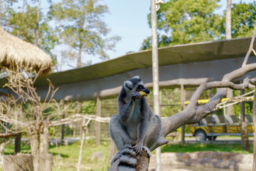 lemur