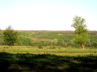 landscape with trees