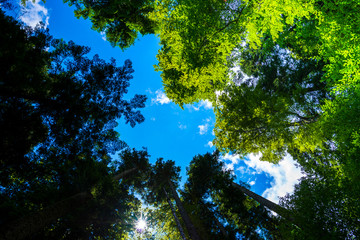 Obraz premium trees in the sky