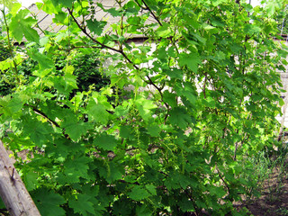 Fototapeta na wymiar green leaves of a tree in spring