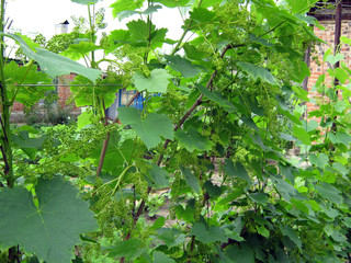 green grapes in vineyard