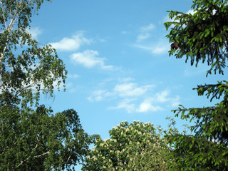 tree and blue sky