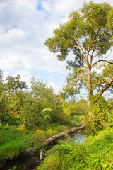 Fallen tree in a forest stream