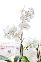 orchid with white flowers stands on a window overlooking the city