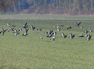  Graugänse beim Start