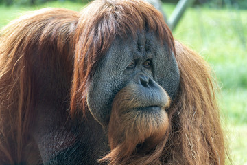 Orangutang