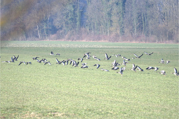 Graugänse auf der Wiese