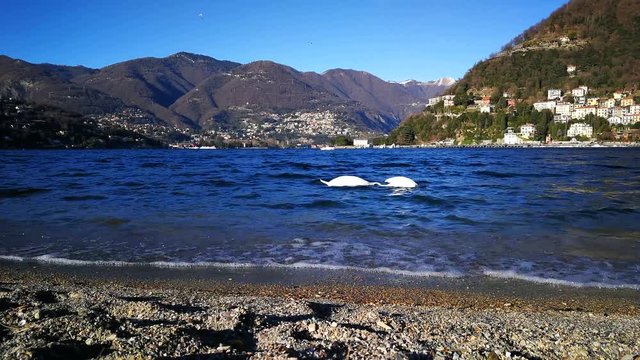 2 cigni vicino alla spiaggia su lago di Como in Italia panorama 