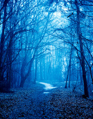 Naklejka premium Mystical autumn forest with trail in blue fog. Beautiful landscape with trees, path, fog. Nature background. Foggy forest. Fairy Forest