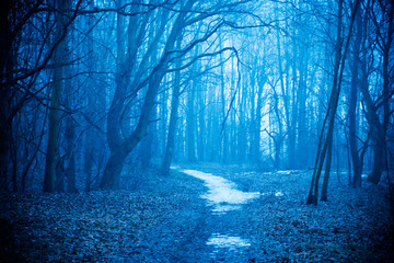 Mystical autumn forest with trail in blue fog. Beautiful landscape with trees, path, fog. Nature background. Foggy forest. Fairy Forest