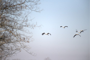 Störche im Flug