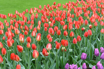 Colorful tulips in spring