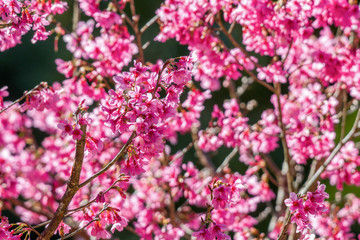 Fototapeta premium Soft focus Cherry Blossom or Sakura flower on nature background