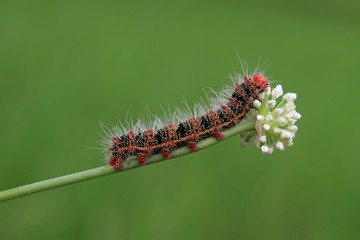 caterpillar and flower on green background
