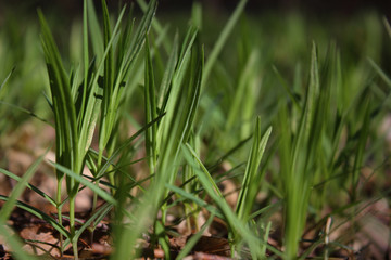  Fresh green spring grass closeup on a sunny day on a background of nature.