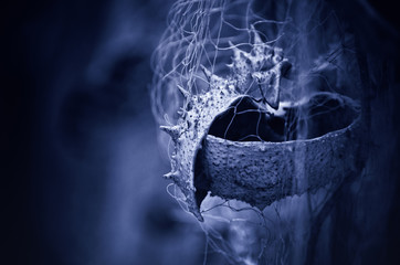 Crab shell caught in a fishing net, blue monochrome art wallpaper with a copy space