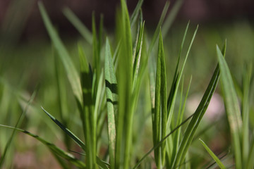  Fresh green spring grass closeup on a sunny day on a background of nature.