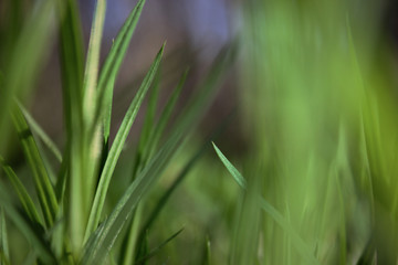  Fresh green spring grass closeup on a sunny day on a background of nature.