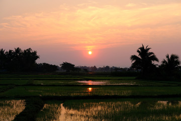 Obraz na płótnie Canvas sunrise at paddy, sun with rice field at daw