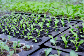 lettuce seedling growing in cultivation tray