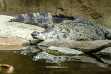 Australian freshwater crocodile