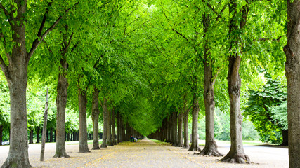 spring in the park with alley of green trees