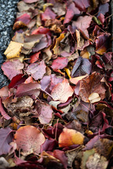 Colorful Fall Leaves