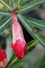 Azalea flowers is beautiful at the garden