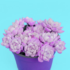 Fototapeta premium Cacti in pot. Cactus lover fashion creative concept