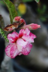 Obraz premium Azalea flowers is beautiful at the garden