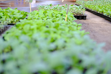 lettuce seedling growing in cultivation tray