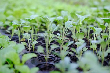 seedling growing in cultivation tray