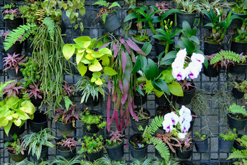 plant flower horticulture in garden