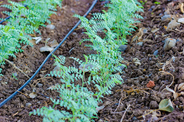 Fresh Green Chickpeas field , Chick peas also known as harbara or harbhara in hindi and Cicer is...