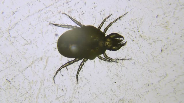 Dust mite under microscope, closeup
