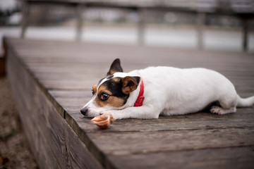 sea dog