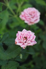 Beautiful roses is blooming in the garden