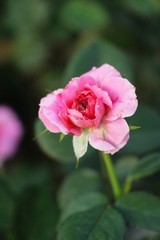 Beautiful roses is blooming in the garden