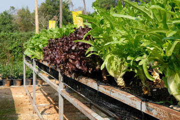 lettuce plant growing in farm. vegatable plantation  in garden