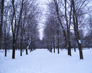 winter, forest, trees