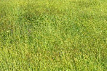 Grassy meadow in the summer.