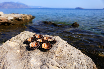 sea urchins on the rocks